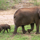 Image for article titled Rare Baby Elephant Twins Will Mess Up Your Entire Day